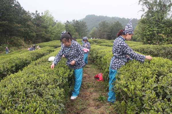 皇家山采茶节 (1).jpg